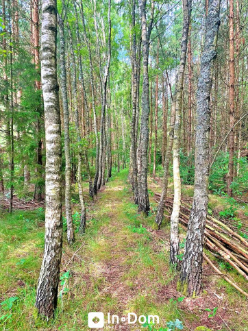 Działka Sprzedaż Stara Dąbrowa 6